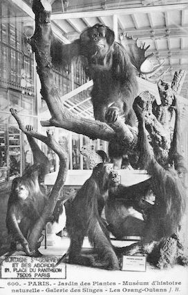 497 Jardin des plantes. Museum d'histoire naturelle. Galerie des singes. Les Orang-Outans