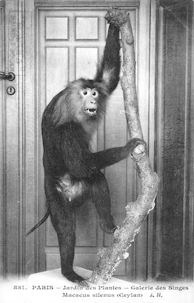498 Jardin des plantes. Museum d'histoire naturelle. Galerie des singes. Macacus silenus