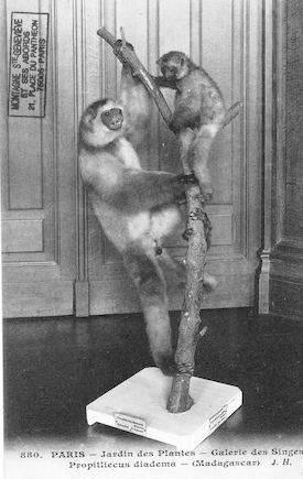 499 Jardin des plantes. Galerie des singes. Propitliecus diadema