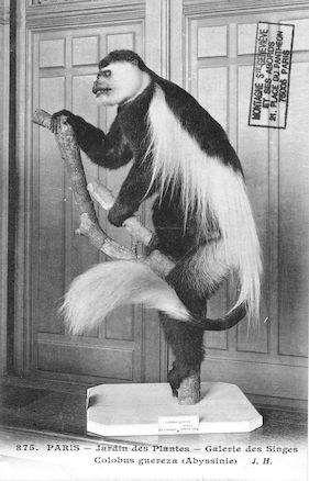 500 Jardin des plantes. Galerie des plantes. Colobus guereza