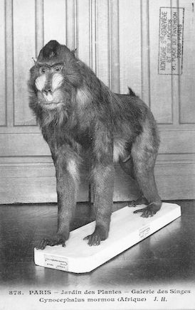 501 Jardin des plantes.Galerie des singes. Cynocephalus Mormou