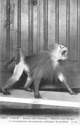 502 Jardin des plantes. Galerie des singes. Cynocephalus hamadryas