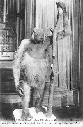 504 Jardin des plantes. Galerie des singes. Gorille femelle. Troglodytes gorrilla