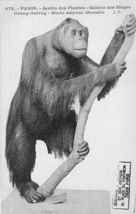 505. Jardin des plantes. Galerie des singes. Orang Outang Simia satyrus