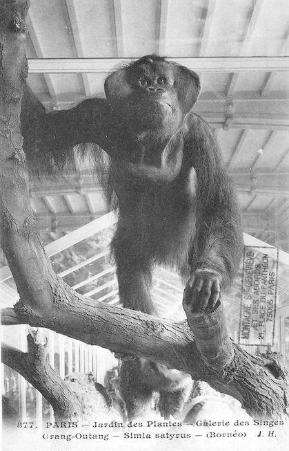 506 jardin des plantes galerie des singes Orang Outang