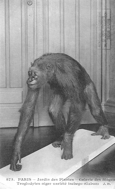 507 jardin des plantes galerie des singes Troglodites niger variété tschego