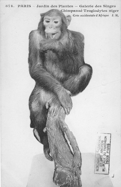 508 jardin des plantes galerie des singes Chimpanzé troglodytes niger
