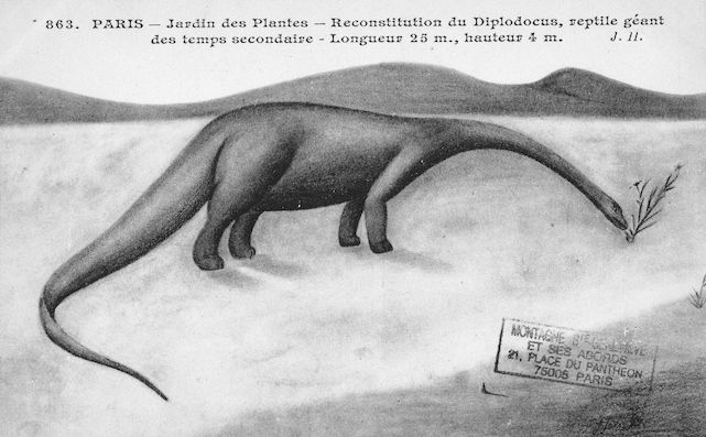 509 jardin des plantes reconstitution du diplodocus